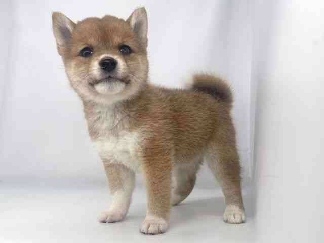 兵庫県の柴犬(標準サイズ) (ひごペットフレンドリーイオンタウン加古川店/2026年3月12日生まれ/女の子/赤)の子犬の2枚目の画像