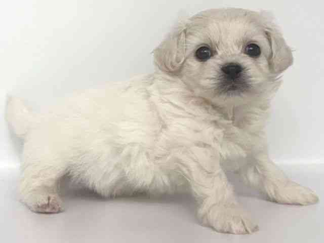 大阪府のハーフ犬・ミックス犬 (ひごペットフレンドリー岸和田店/2026年3月17日生まれ/男の子/ホワイト)の子犬の2枚目の画像