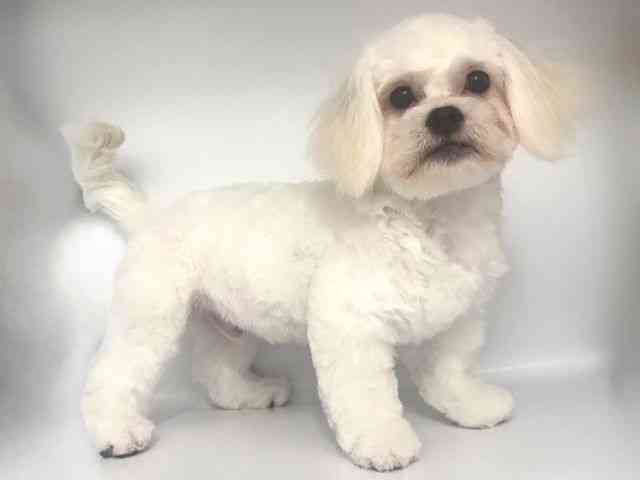 大阪府のハーフ犬・ミックス犬 (ひごペットフレンドリー岸和田店/2026年3月17日生まれ/男の子/ホワイト)の子犬の2枚目の画像