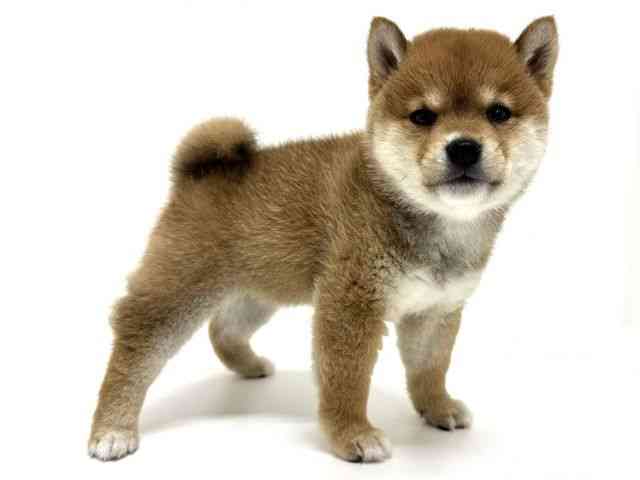 大阪府の柴犬(標準サイズ) (ひごペットフレンドリーくずはモール店/2026年3月23日生まれ/女の子/赤)の子犬の2枚目の画像