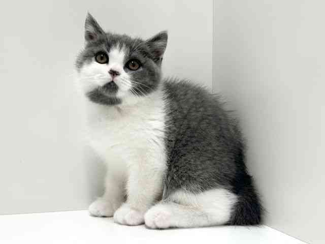 愛知県のブリティッシュショートヘアー (ひごペットフレンドリーららぽーと名古屋みなとアクルス店/2026年3月18日生まれ/女の子/ブルーホワイト)の子猫の2枚目の画像