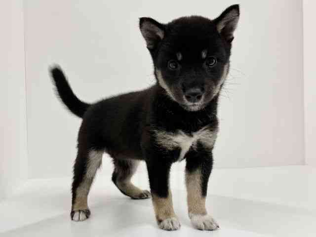 広島県の柴犬(標準サイズ) (ひごペットフレンドリーアルパーク広島店/2026年3月25日生まれ/女の子/黒)の子犬の2枚目の画像