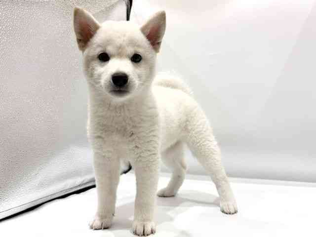 愛知県の柴犬(標準サイズ) (ひごペットフレンドリーヴィアモール アピタ江南西店/2026年3月28日生まれ/女の子/白)の子犬の2枚目の画像
