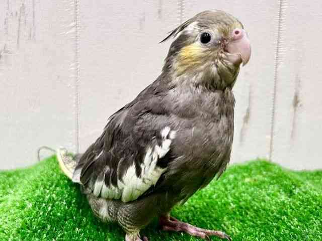 オカメインコ[オカメインコ ノーマル] | ひごペットフレンドリー