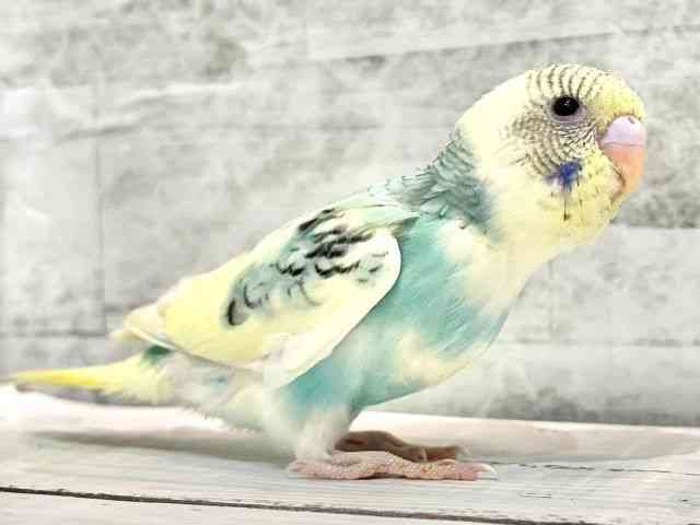 セキセイインコ[【カラー】レインボー系] | ひごペットフレンドリー