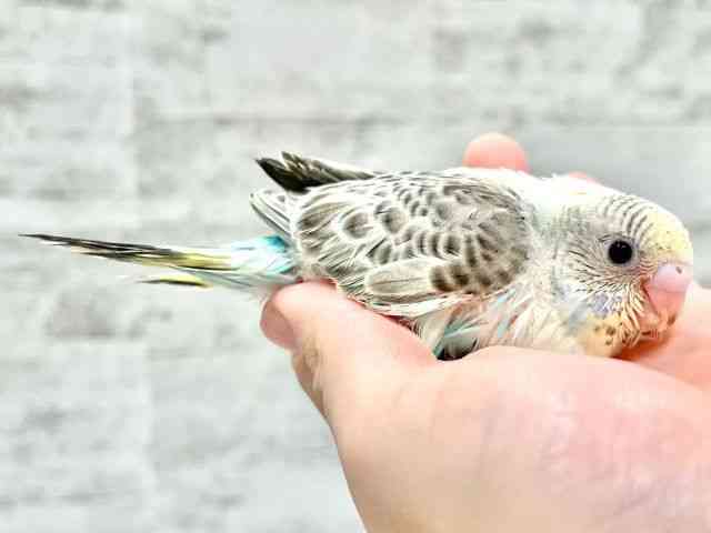 セキセイインコ[【カラー】レインボー系] | ひごペットフレンドリー