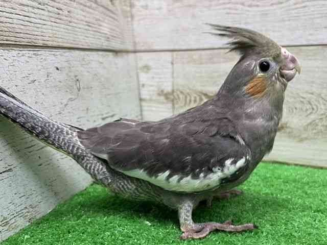 オカメインコ[【ノーマル】] | ひごペットフレンドリー 【 公式サイト 】