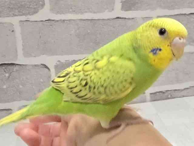 セキセイインコ[スパングルグリーン] | ひごペットフレンドリー