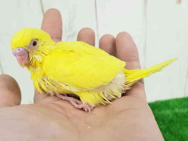 セキセイインコ[セキセイインコ ルチノー] | ひごペットフレンドリー