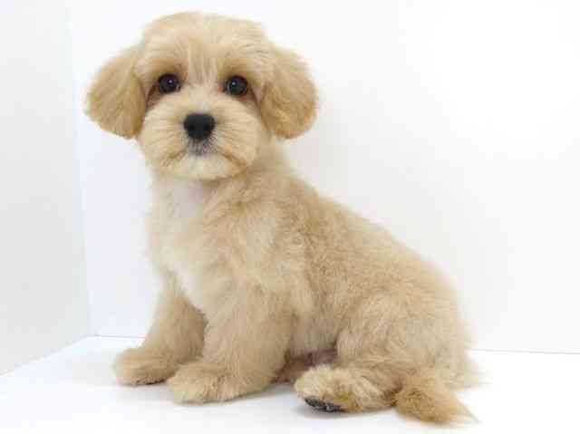大阪府のハーフ犬・ミックス犬 (ひごペットフレンドリーいこらもーる泉佐野店/2026年4月3日生まれ/男の子/クリーム)の子犬の2枚目の画像