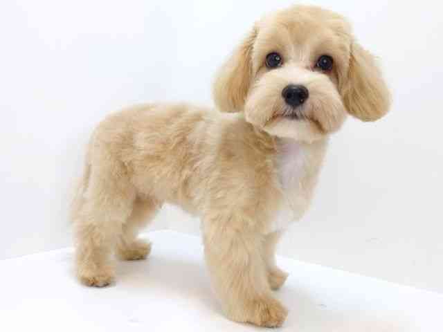 大阪府のハーフ犬・ミックス犬 (ひごペットフレンドリーイオン高槻店/2026年4月3日生まれ/男の子/クリーム)の子犬の2枚目の画像