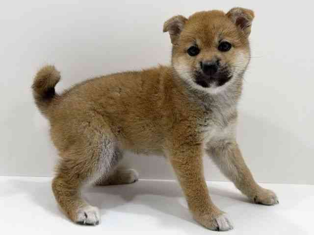 広島県の柴犬(標準サイズ) (ひごペットフレンドリーフジグラン神辺店/2026年4月5日生まれ/女の子/赤)の子犬の2枚目の画像