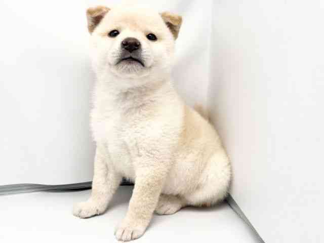 京都府の柴犬(標準サイズ) (ひごペットフレンドリー洛北阪急スクエア店/2026年4月3日生まれ/男の子/白)の子犬の2枚目の画像