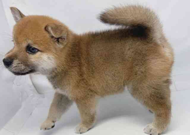 鳥取県の柴犬(標準サイズ) (ひごペットフレンドリーイオンモール鳥取北店/2026年4月6日生まれ/男の子/赤)の子犬の2枚目の画像