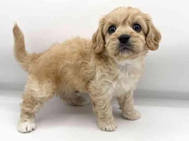 大阪府のハーフ犬・ミックス犬 (ひごペットフレンドリーららぽーとEXPOCITY店/2026年4月10日生まれ/男の子/クリーム)の子犬の2枚目の画像