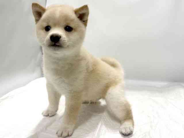 高知県の柴犬(標準サイズ) (ひごペットフレンドリーイオンモール高知店/2026年4月10日生まれ/男の子/白)の子犬の2枚目の画像