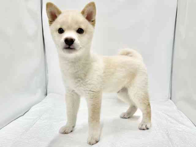 高知県の柴犬(標準サイズ) (ひごペットフレンドリーイオンモール高知店/2026年4月10日生まれ/男の子/白)の子犬の2枚目の画像