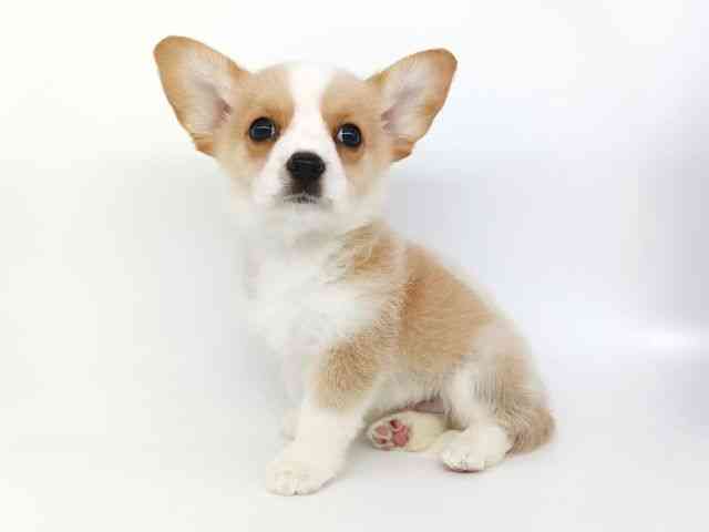 大阪府のハーフ犬・ミックス犬 (ひごペットフレンドリー泉ヶ丘店/2026年4月19日生まれ/男の子/レッドホワイト)の子犬の2枚目の画像