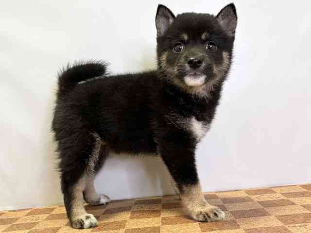 愛媛県の柴犬(標準サイズ) (ひごペットフレンドリーエミフルMASAKI店/2026年4月18日生まれ/女の子/黒)の子犬の2枚目の画像