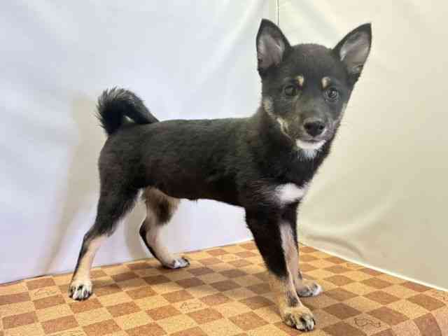 愛媛県の柴犬(標準サイズ) (ひごペットフレンドリーエミフルMASAKI店/2026年4月18日生まれ/女の子/黒)の子犬の2枚目の画像