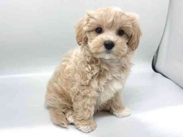 京都府のハーフ犬・ミックス犬 (ひごペットフレンドリー京都店/2026年4月15日生まれ/男の子/クリーム)の子犬の2枚目の画像