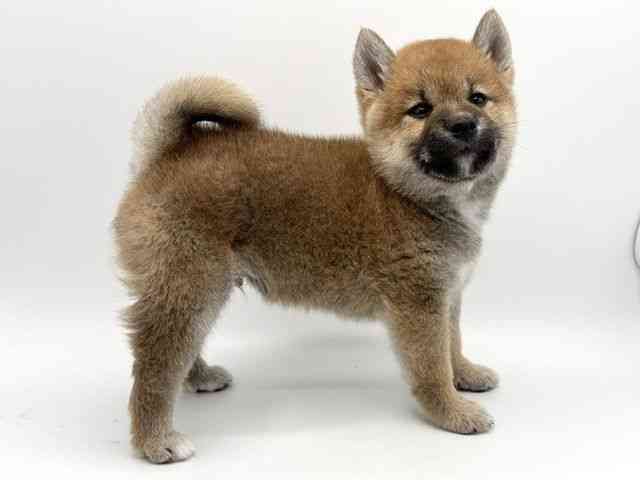 大阪府の柴犬(標準サイズ) (ひごペットフレンドリーみのおキューズモール店/2026年4月19日生まれ/男の子/赤)の子犬の2枚目の画像