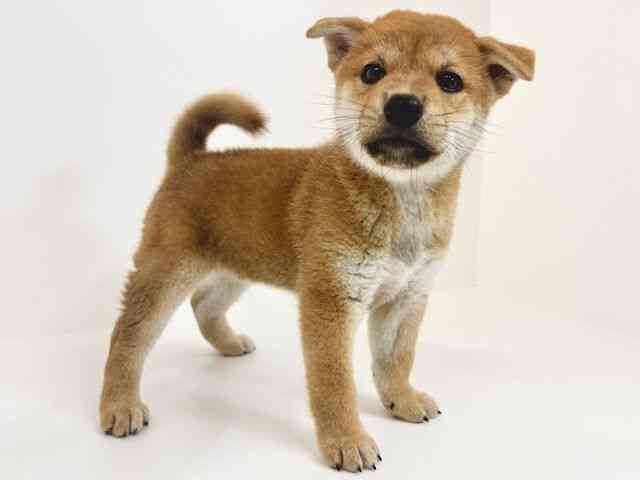 広島県の柴犬(標準サイズ) (ひごペットフレンドリーアルパーク広島店/2026年4月26日生まれ/男の子/赤)の子犬の2枚目の画像
