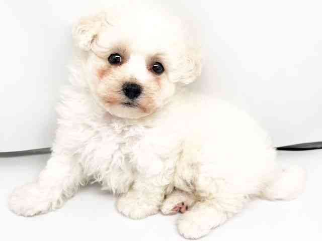京都府のビションフリーゼ (ひごペットフレンドリー洛北阪急スクエア店/2026年4月27日生まれ/女の子/ホワイト)の子犬の2枚目の画像