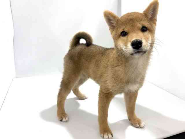 大阪府の柴犬(標準サイズ) (ひごペットフレンドリーイズミヤショッピングセンター千里丘店/2026年5月1日生まれ/男の子/赤)の子犬の2枚目の画像