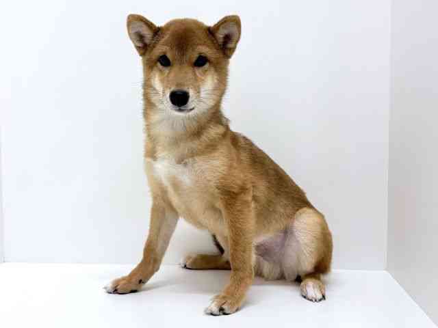 大阪府の柴犬(標準サイズ) (ひごペットフレンドリーくずはモール店/2026年5月1日生まれ/男の子/赤)の子犬の2枚目の画像