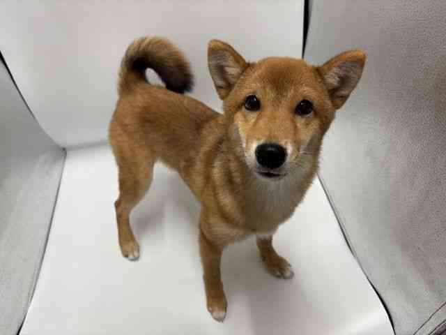 大阪府の柴犬(標準サイズ) (ひごペットフレンドリー岸和田店/2026年5月1日生まれ/男の子/赤)の子犬の2枚目の画像