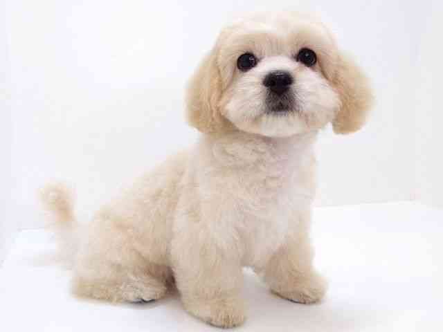 大阪府のハーフ犬・ミックス犬 (ひごペットフレンドリーくずはモール店/2026年4月30日生まれ/女の子/クリーム)の子犬の2枚目の画像