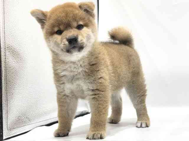 愛知県の柴犬(標準サイズ) (ひごペットフレンドリーヴィアモール アピタ江南西店/2026年5月1日生まれ/女の子/赤)の子犬の2枚目の画像