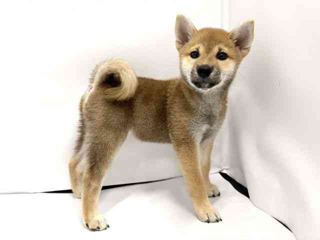 広島県の柴犬(標準サイズ) (ひごペットフレンドリーゆめタウン廿日市店/2026年5月3日生まれ/女の子/赤)の子犬の2枚目の画像