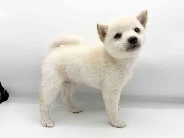 大阪府の柴犬(標準サイズ) (ひごペットフレンドリーららぽーとEXPOCITY店/2026年4月30日生まれ/男の子/白)の子犬の2枚目の画像