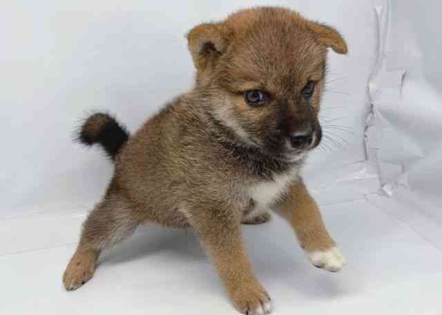 鳥取県の柴犬(標準サイズ) (ひごペットフレンドリーイオンモール鳥取北店/2026年5月3日生まれ/男の子/赤)の子犬の2枚目の画像