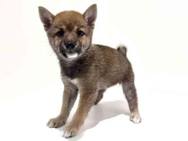 大阪府の柴犬(標準サイズ) (ひごペットフレンドリーイオン高槻店/2026年4月28日生まれ/女の子/赤)の子犬の2枚目の画像