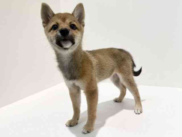 大阪府の柴犬(標準サイズ) (ひごペットフレンドリーイオン高槻店/2026年4月28日生まれ/女の子/赤)の子犬の2枚目の画像