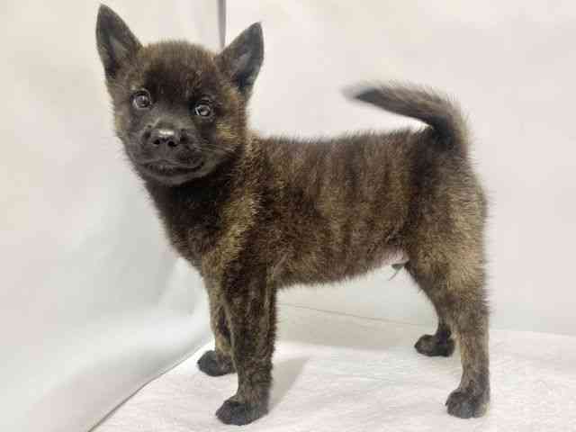 高知県の甲斐犬 (ひごペットフレンドリーイオンモール高知店/2026年5月9日生まれ/男の子/黒虎)の子犬の2枚目の画像