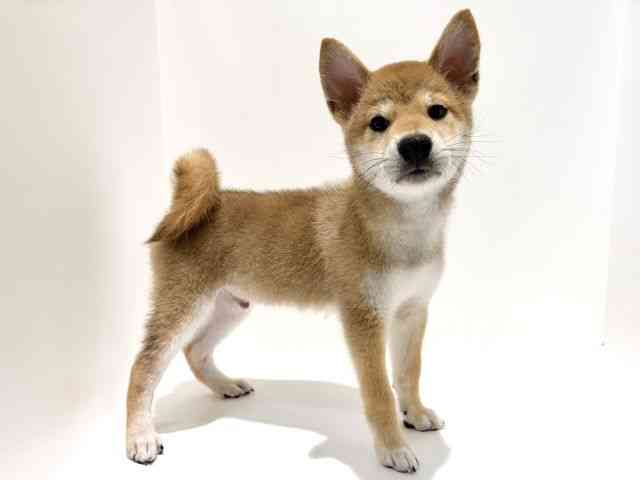 大阪府の柴犬(標準サイズ) (ひごペットフレンドリーイオン高槻店/2026年5月9日生まれ/男の子/赤)の子犬の2枚目の画像