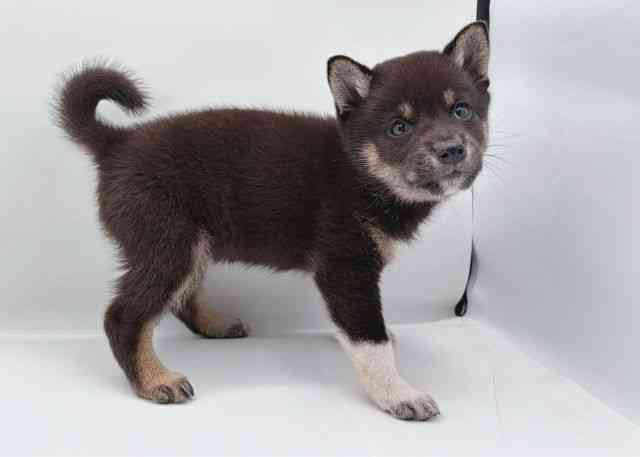 島根県の柴犬(標準サイズ) (ひごペットフレンドリーイオン松江ショッピングセンター店/2026年5月8日生まれ/女の子/黒)の子犬の2枚目の画像