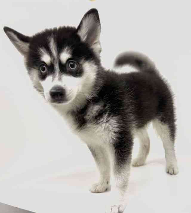 広島県のハーフ犬・ミックス犬 (ひごペットフレンドリーアルパーク広島店/2026年4月16日生まれ/女の子/ブラックホワイト)の子犬の2枚目の画像