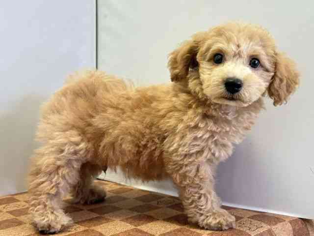 愛媛県のハーフ犬・ミックス犬 (ひごペットフレンドリーエミフルMASAKI店/2026年5月16日生まれ/男の子/アプリコット)の子犬の2枚目の画像