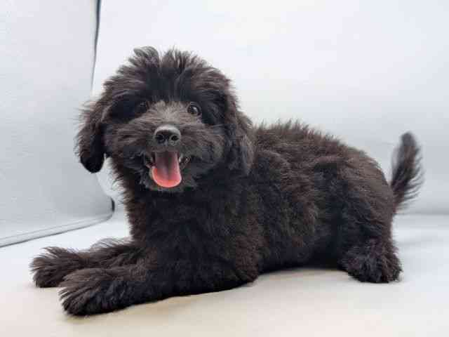 香川県のハーフ犬・ミックス犬 (ひごペットフレンドリーゆめタウン高松店/2026年5月15日生まれ/男の子/ブラック)の子犬の2枚目の画像