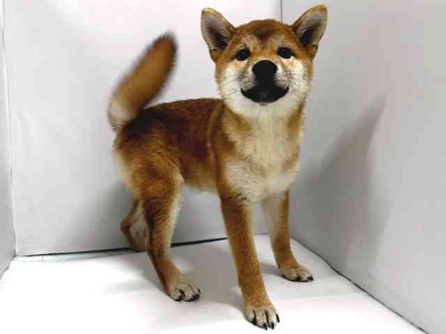 奈良県の柴犬(標準サイズ) (ひごペットフレンドリー奈良パワーシティ店/2026年5月15日生まれ/女の子/赤)の子犬の2枚目の画像