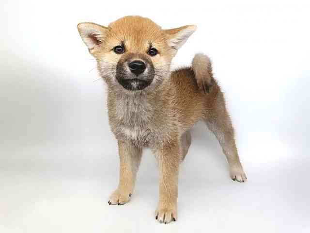 大阪府の柴犬(標準サイズ) (ひごペットフレンドリー泉ヶ丘店/2026年5月15日生まれ/男の子/赤)の子犬の2枚目の画像