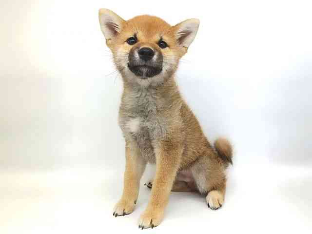 大阪府の柴犬(標準サイズ) (ひごペットフレンドリー泉ヶ丘店/2026年5月15日生まれ/男の子/赤)の子犬の2枚目の画像