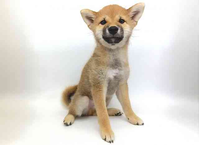 大阪府の柴犬(標準サイズ) (ひごペットフレンドリー泉ヶ丘店/2026年5月15日生まれ/男の子/赤)の子犬の2枚目の画像