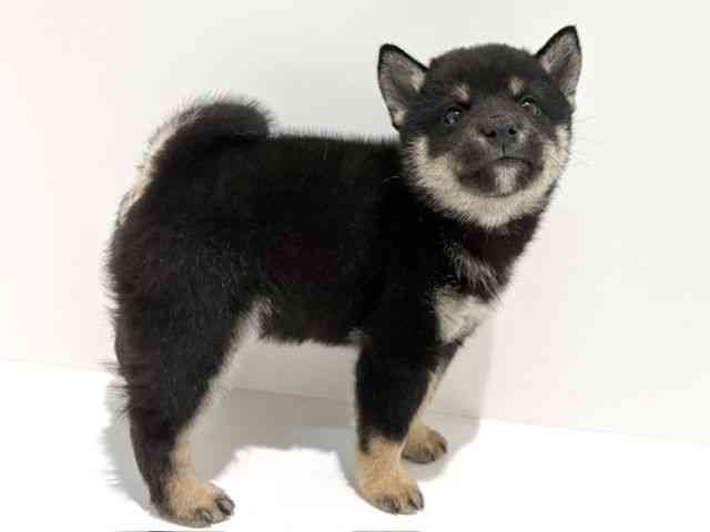 大阪府の柴犬(標準サイズ) (ひごペットフレンドリーイオン高槻店/2026年5月17日生まれ/男の子/黒)の子犬の2枚目の画像