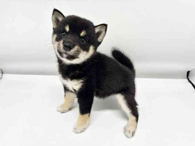 大阪府の柴犬(標準サイズ) (ひごペットフレンドリーイオンタウン豊中庄内店/2026年5月17日生まれ/女の子/黒)の子犬の2枚目の画像